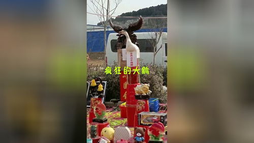 主题桌面大全 